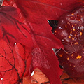 SP2940.jpg