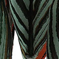 SW0275.jpg