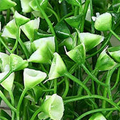SP0335.jpg
