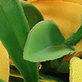 SP2493.jpg