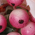 SP2494.jpg