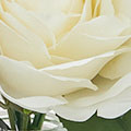 SW0247c1b8d717574b6693.jpg