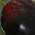 PM1595-1411.jpg