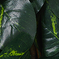 ZX0114-1500-1611.jpg
